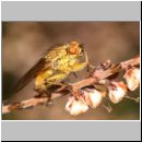 Scatophaga stercoraria - Gelbe Dungfliege 05.jpg